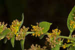 Autumn goldenrod 